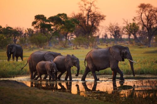 Botsvana safari