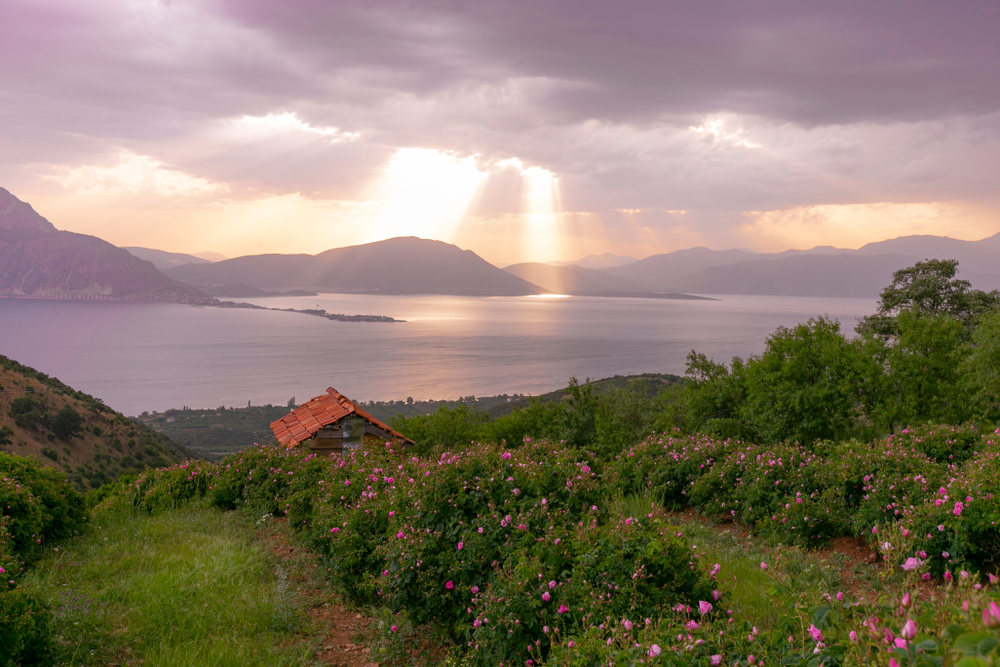 Pink,Roses,Harvested,For,Making,Rose,Oil,/,Isparta,Turkey,