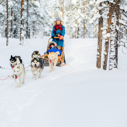 husky-lapland