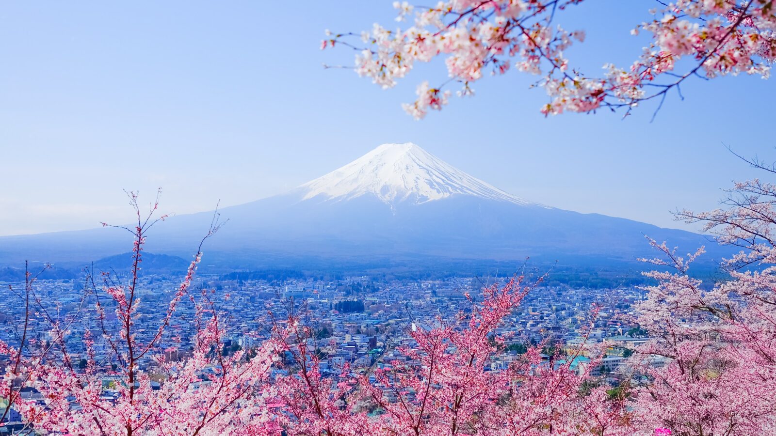 Fuji sakura