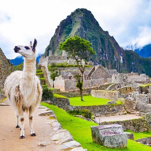 machu-picchu-llama