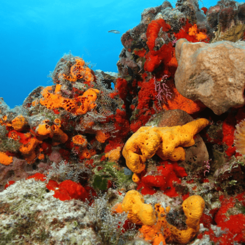 Cozumel coral reef