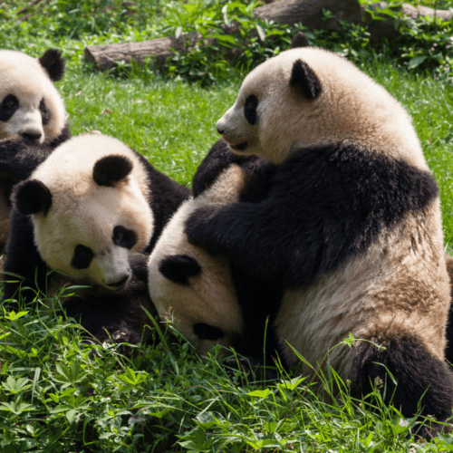 Çin Panda