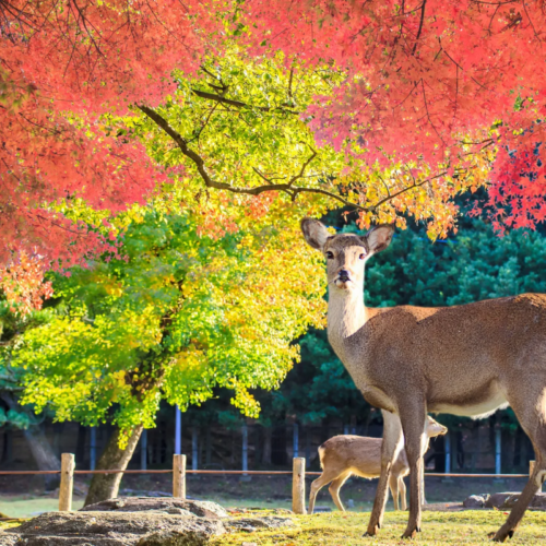 Nara Japan1