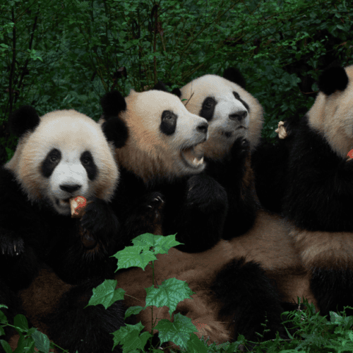 chengdu panda