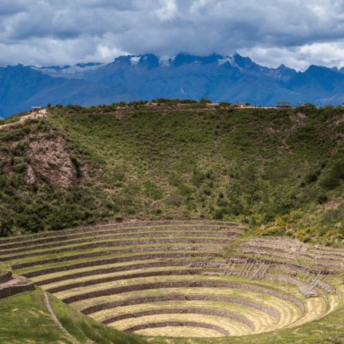 moray